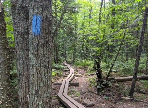 A winding wooden path through a lush green forest, marked by a blue trail marker on a tree.