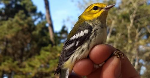 A close-up of a small bird with a yellow head and gray body, perched on a person's finger against a blurred natural background.