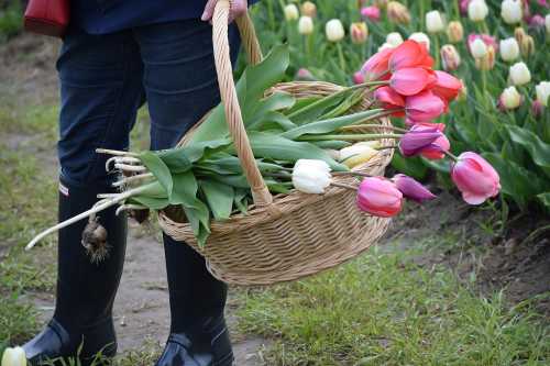 A person in rubber boots holds a basket filled with colorful tulips in a flower field.