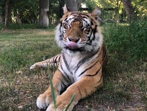 A tiger lounging on the grass, licking its lips, surrounded by trees and greenery.