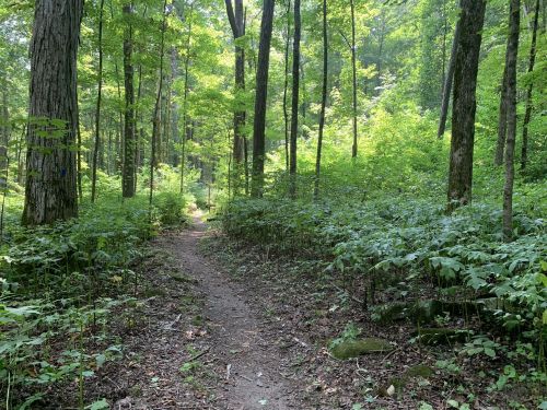 A narrow dirt path winds through a lush green forest, surrounded by tall trees and dense foliage.