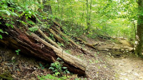 A serene forest path lined with fallen logs and lush green foliage, inviting exploration and tranquility.