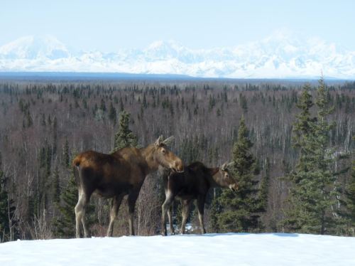 Two moose stand on a snowy landscape with mountains in the background and a forest of trees below.