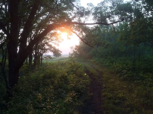 A sun setting through trees along a winding path in a lush, green landscape.
