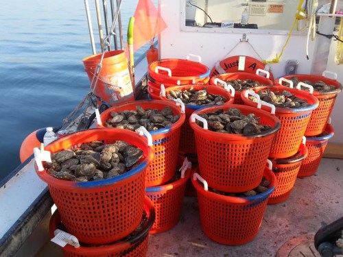 Baskets filled with oysters on a boat, with calm water in the background.