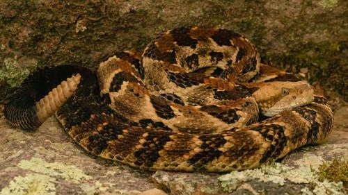 A coiled snake with a patterned brown and black body resting on rocky terrain.