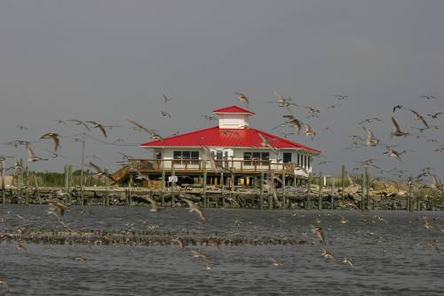 A waterfront building with a red roof surrounded by flying birds and calm water.