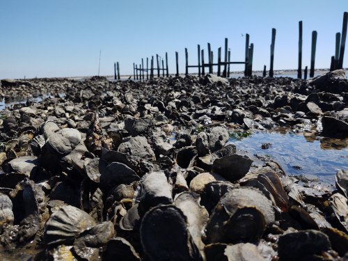 A rocky shoreline covered in oysters, with a wooden pier in the background under a clear blue sky.