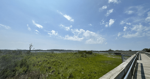 A wooden boardwalk stretches through a grassy area under a bright blue sky with scattered clouds.