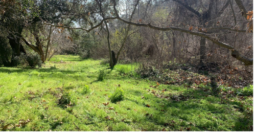 A serene, green pathway through a wooded area with scattered leaves and trees in the background.