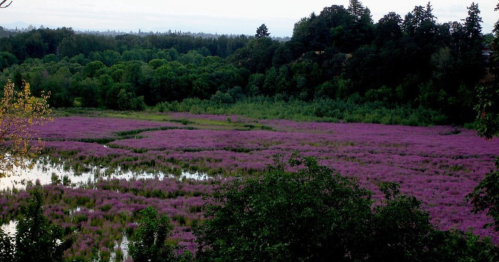 A vibrant field of purple flowers stretches across a lush green landscape, reflecting in a calm body of water.