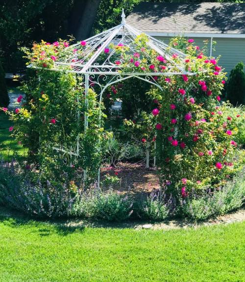 A white gazebo surrounded by vibrant pink flowers and lush greenery in a sunny garden setting.