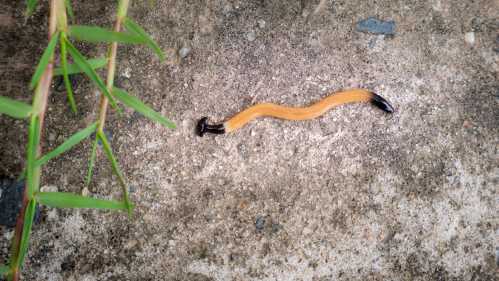 A slender, orange and black worm-like creature on a textured surface, with green grass nearby.