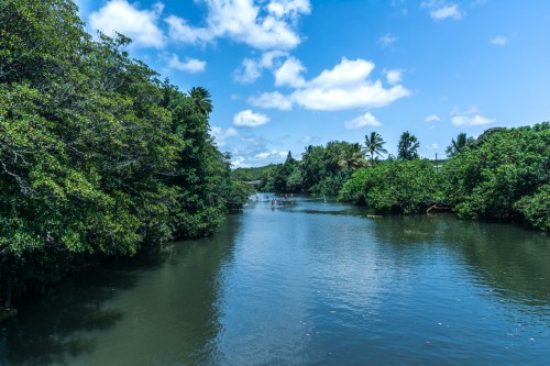 A serene river surrounded by lush greenery and palm trees under a bright blue sky with scattered clouds.