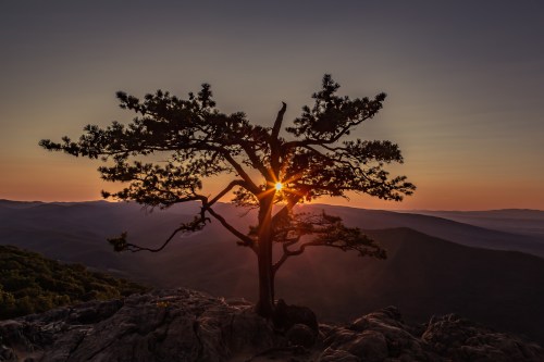 A solitary tree on a rocky outcrop with the sun setting behind it, casting a warm glow over distant mountains.