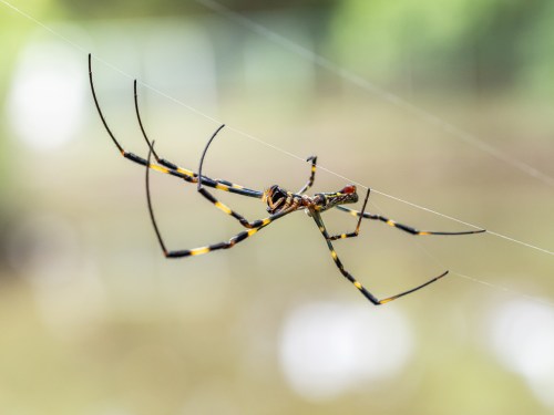 A close-up of a colorful spider with long legs, suspended on a web against a blurred green background.