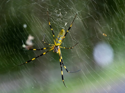 A close-up of a yellow and black spider on its intricate web, set against a blurred green background.