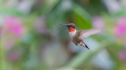 A hummingbird with a vibrant red throat hovering in front of colorful flowers, surrounded by a blurred green background.