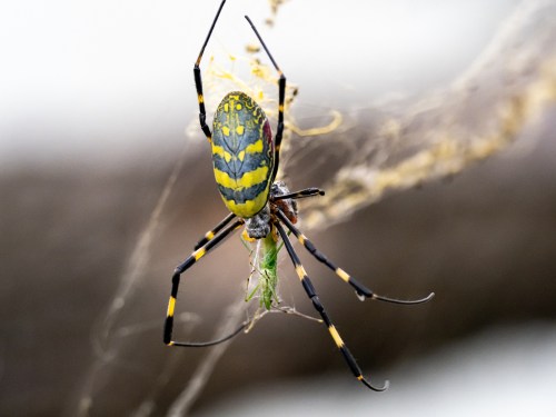 A close-up of a colorful spider with yellow and black stripes, capturing a green insect in its web.