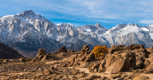 A scenic view of snow-capped mountains with a lone yellow tree among rocky terrain under a blue sky.