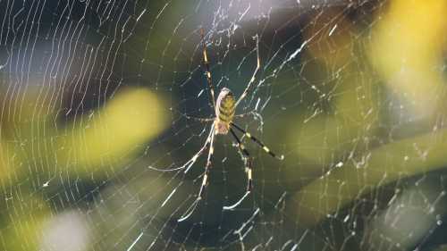 A close-up of a spider in its intricate web, surrounded by blurred green and yellow foliage.