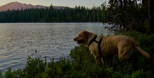 A yellow dog stands by a lake, surrounded by greenery and mountains in the background during sunset.