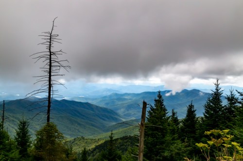 A misty mountain landscape with dark clouds, tall trees, and rolling hills in the distance.