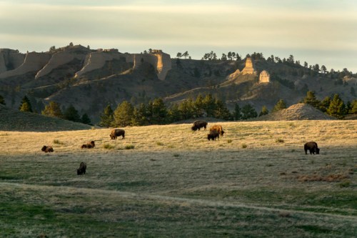 A herd of bison grazes on a grassy field with rocky hills and trees in the background under a soft, golden light.