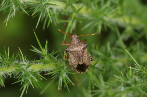 A close-up of a brown bug resting on spiky green foliage.