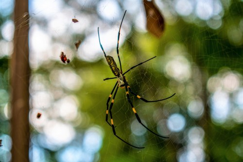 A close-up of a large spider with yellow and black markings, suspended in its web against a blurred green background.