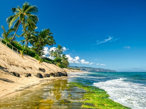 A serene beach scene with palm trees, clear blue skies, and gentle waves lapping at the shore.
