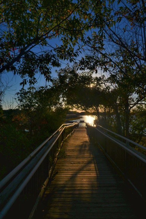 A wooden walkway leads through trees towards a sunset reflecting on water.