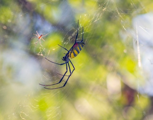 A large spider with yellow and black stripes hangs in its web, with a smaller spider nearby, surrounded by blurred greenery.