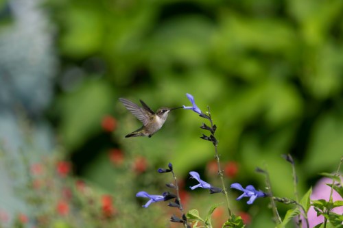 A hummingbird hovering near blue flowers in a vibrant garden.