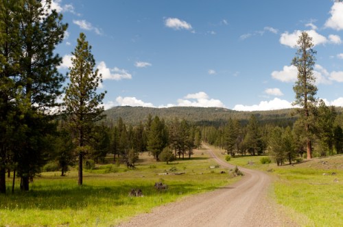 A dirt road winds through a lush green landscape, surrounded by tall trees and under a blue sky with fluffy clouds.