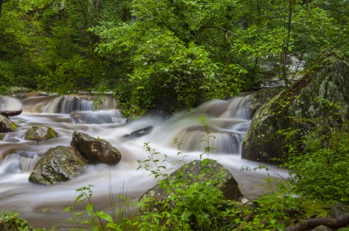 A serene river flows over rocks, surrounded by lush green trees and foliage in a tranquil natural setting.