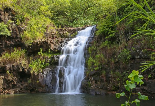 A serene waterfall cascades over rocks into a tranquil pool, surrounded by lush greenery and tropical plants.