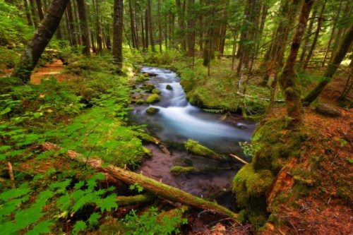 A serene forest scene featuring a flowing stream surrounded by lush greenery and moss-covered rocks.