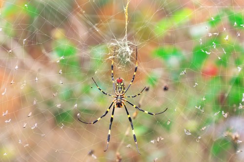 A colorful spider with long legs sits in the center of its intricate web, surrounded by blurred greenery.