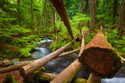 A serene forest scene with a flowing stream, fallen logs, and lush green foliage.