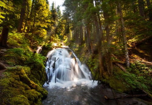 A serene forest scene featuring a cascading waterfall surrounded by lush greenery and tall trees.