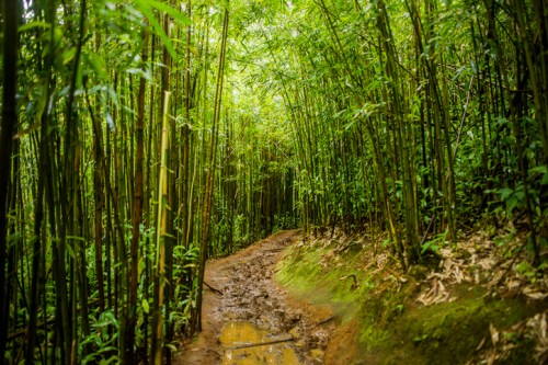 A narrow, muddy path winding through a dense bamboo forest, surrounded by lush green foliage.