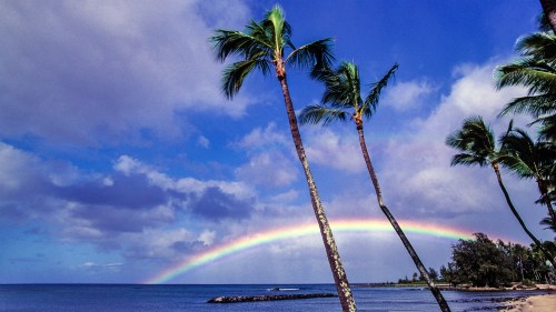 A vibrant rainbow arcs over a calm ocean, framed by swaying palm trees under a partly cloudy sky.