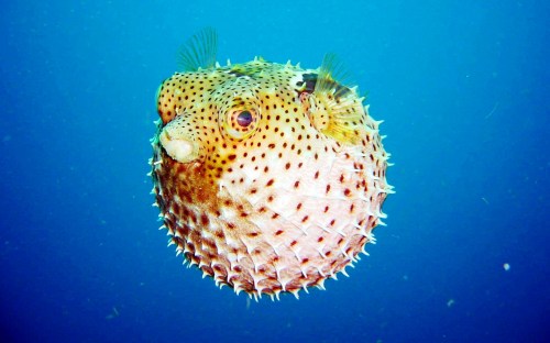 A pufferfish swimming underwater, displaying its round body covered in small spikes and dotted patterns.