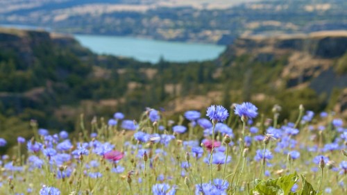 A field of blue wildflowers in the foreground with a serene lake and hills in the background.