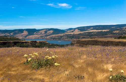 A scenic view of a river surrounded by hills, with wildflowers in the foreground and a clear blue sky above.