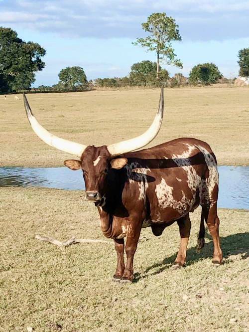 A brown and white longhorn cow stands in a grassy field near a small pond, with trees in the background.