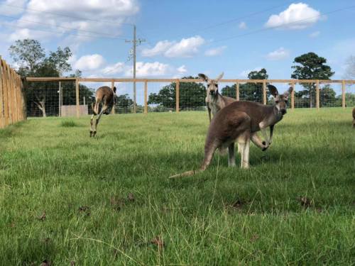 Three kangaroos in a grassy field with a wooden fence and blue sky in the background.