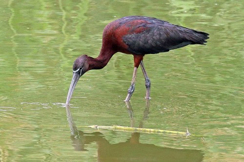 A dark-colored bird with a long beak wading in shallow water, reflecting its image on the surface.