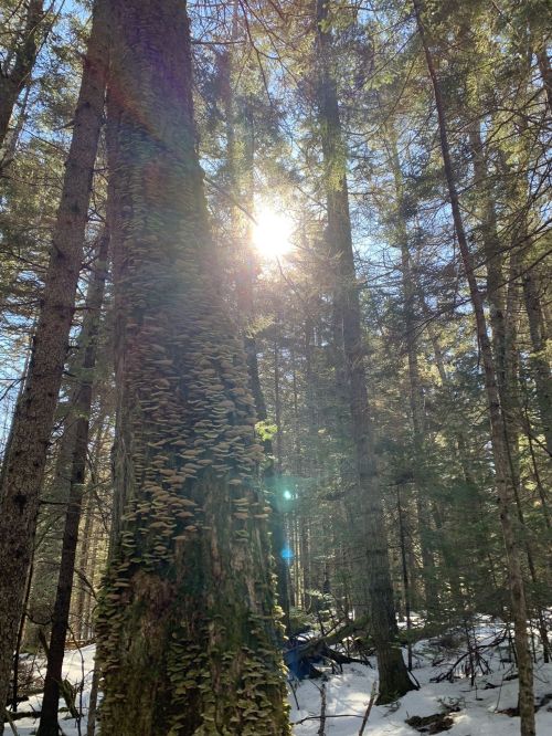 Sunlight filters through tall trees in a forest, illuminating a moss-covered trunk and snowy ground below.